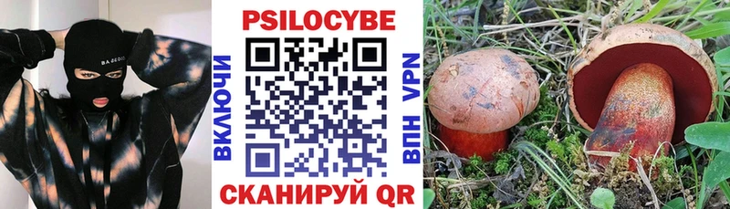 где купить наркотик  Димитровград  Псилоцибиновые грибы Psilocybe 